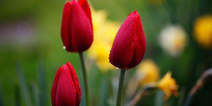 1920x1200 Red Tulips Wallpapers