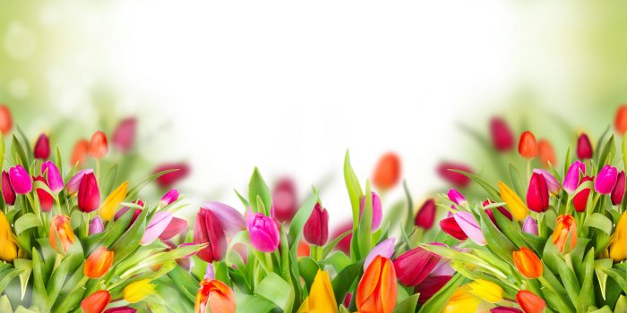 5424x3070 Colorful Tulips, HD Flowers, 4k Wallpapers, Images, Backgrounds, Photos and  Pictures
