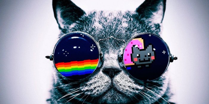 1920x1200 Download Cat Watching Nyan Cat Wallpaper | Wallpapers.com