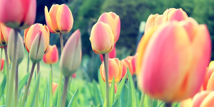 2560x1600 Tulip Desktop Wallpapers - Top Free Tulip Desktop Backgrounds -  WallpaperAccess