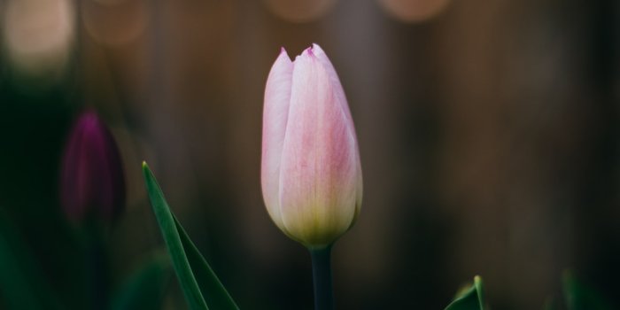 1000x1498 Pink Tulip Pictures | Download Free Images on Unsplash
