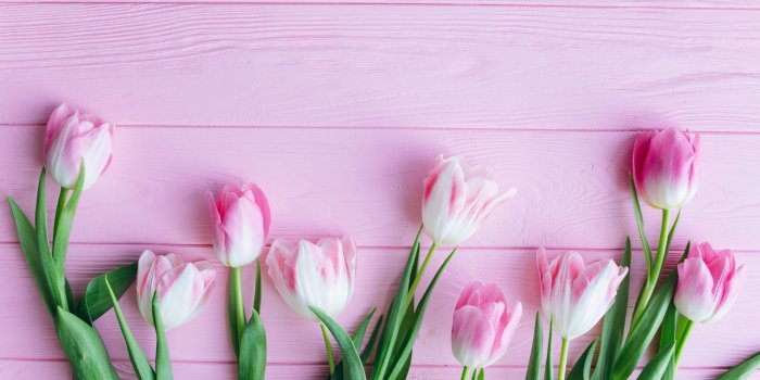 1920x1080 Download wallpaper 1920x1080 tulip, flowers, fresh, full hd, hdtv, fhd,  1080p wallpaper, 1920x1080 hd background, 5161