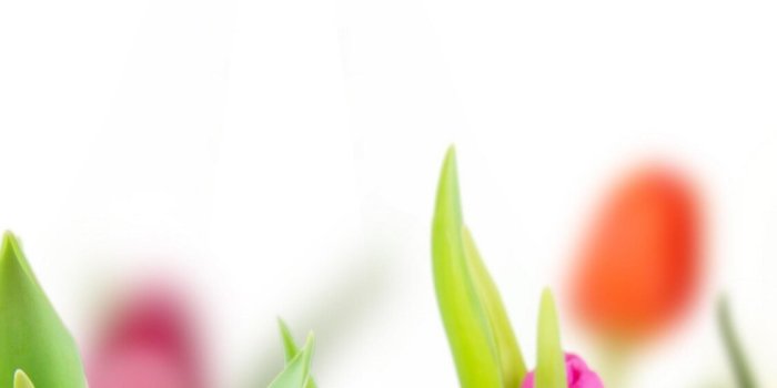 1125x2436 1125x2436 Colorful Tulips Iphone XS,Iphone 10,Iphone X HD 4k Wallpapers,  Images, Backgrounds, Photos and Pictures