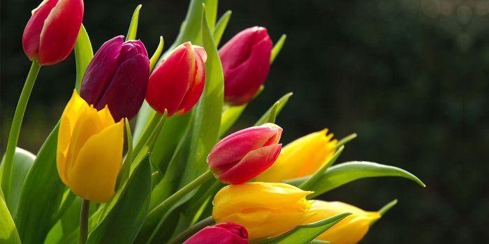 1440x852 FREE 20+ HD Desktop Flower Wallpapers in PSD | Vector EPS