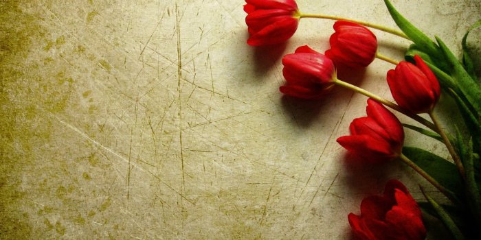 1920x1200 Wallpaper's Collection: «Tulips Wallpapers»