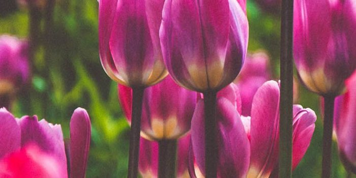 736x1308 Amsterdam iPhone Wallpapers | Tulips & Travels | Flower phone wallpaper,  Flower wallpaper, Flower aesthetic