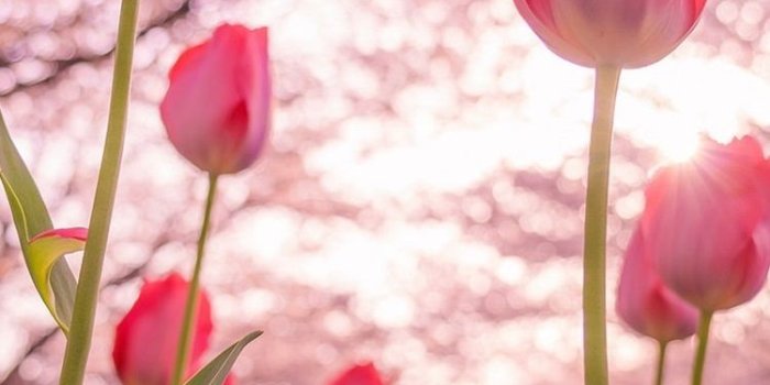 750x1334 Tulip iPhone Wallpapers