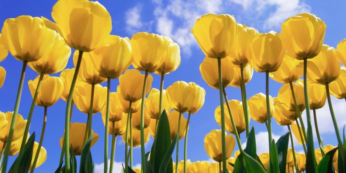 1920x1200 Tulips, the original stock image of a Windows XP wallpaper [1920x1200] : r/ wallpaper