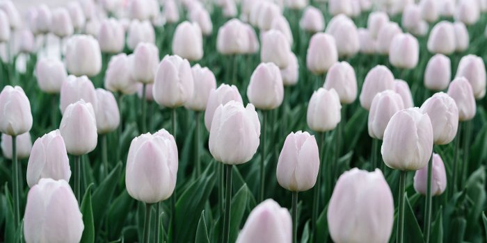 3840x2160 White Tulips 4K wallpaper