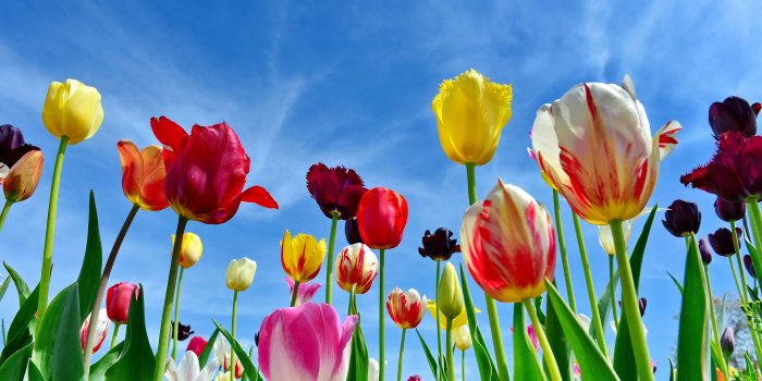 4480x2520 Tulips Wallpaper 4K, Colorful flowers, Blue Sky, Spring, 5K, Flowers, #5356