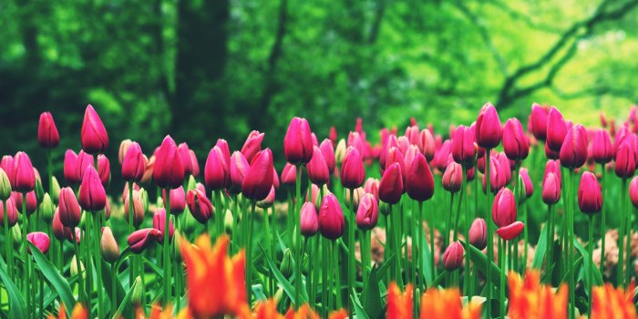 5120x2160 Flower Field Tulips 8K Wallpaper #46