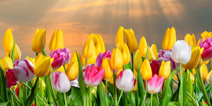 4500x3600 tulips, Many, Flowers Wallpapers HD / Desktop and Mobile Backgrounds