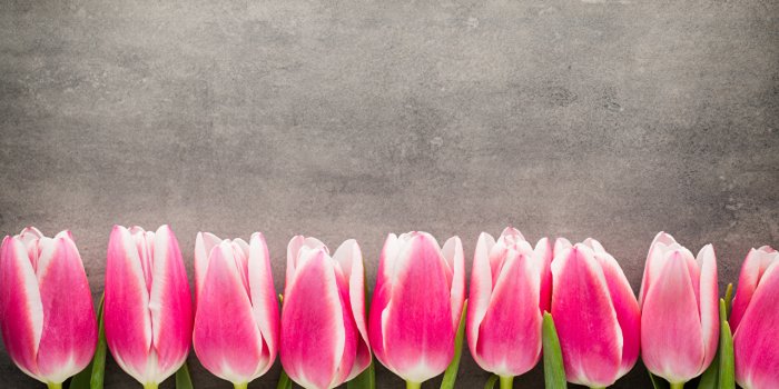 1280x853 Desktop Wallpapers Tulips Pink color flower