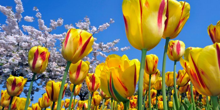 1920x1080 high resolution tulips - Clip Art Library