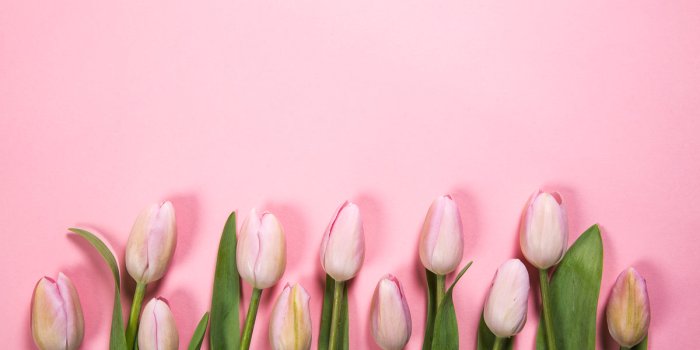 1200x800 Tulip Images (HD) - Download Free Pictures of Tulips