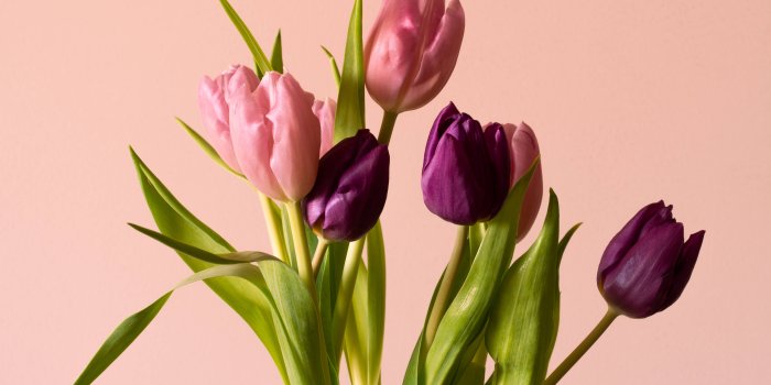 5999x3999 Download Wine And Pink Tulips Wallpaper | Wallpapers.com