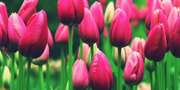 1284x2778 Best Tulip iPhone HD Wallpapers - iLikeWallpaper