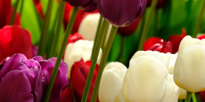 1350x2400 Download wallpaper 1350x2400 tulips, flowers, plants, colorful iphone  8+/7+/6s+/6+ for parallax hd background