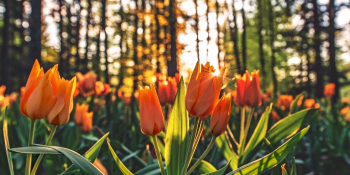 3840x2160 Orange Tulips Hd, HD Flowers, 4k Wallpapers, Images, Backgrounds, Photos  and Pictures