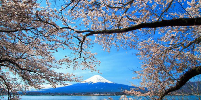 2560x1600 Sakura And Mount Fuji Mac Wallpaper Download | AllMacWallpaper