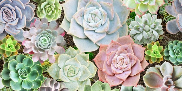 1000x1000 HaokHome 93023 Succulent Peel and Stick Floral Wallpaper Removable  Green/Pink/Purple Vinyl Self Adhesive Decorative 17.7in x 9.8ft - -  Amazon.com