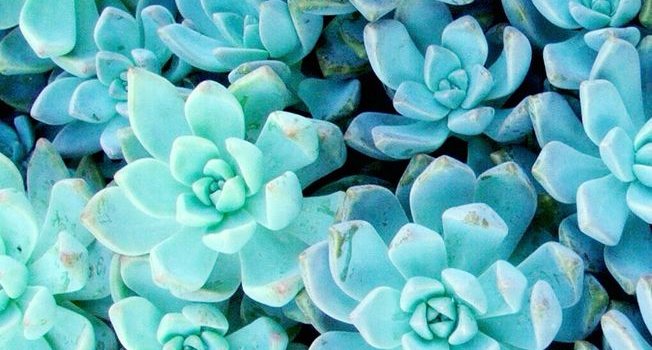 652x1334 Succulent wallpaper | Fondos de pantalla azules, Fondos turquesas, Fondos  verdes