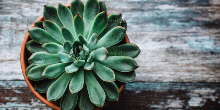 1920x1080 22 Succulent Wallpapers - Wallpaperboat