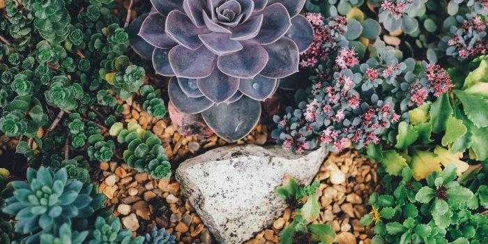 3840x2160 Succulent Wallpapers - Top Free Succulent Backgrounds - WallpaperAccess