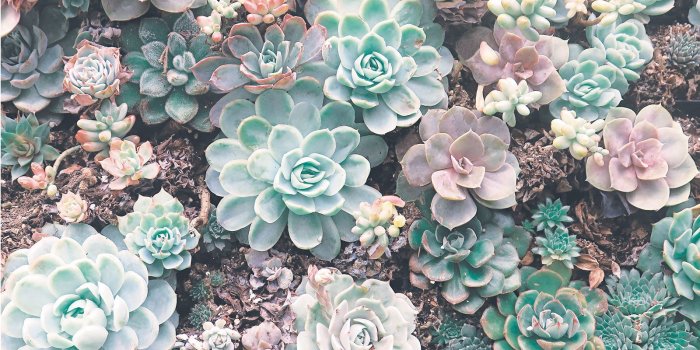 1600x1600 Succulent Aesthetic Wallpapers