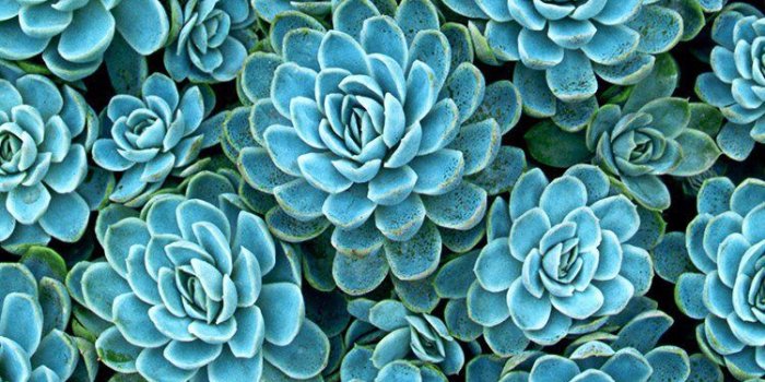750x1334 Succulent | Succulents wallpaper, Blue succulents, Plant wallpaper