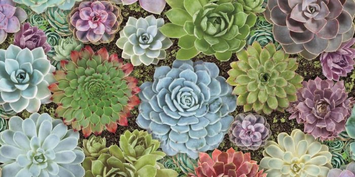 1000x1000 York Wallcoverings Succulents Peel and Stick Wallpaper (Covers 28.29 sq.  ft.) RMK11249RL - The Home Depot