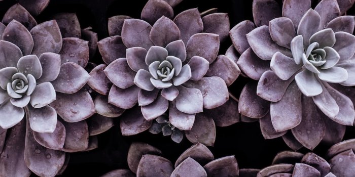 1000x1502 purple succulent plants photo – Free Nature Image on Unsplash