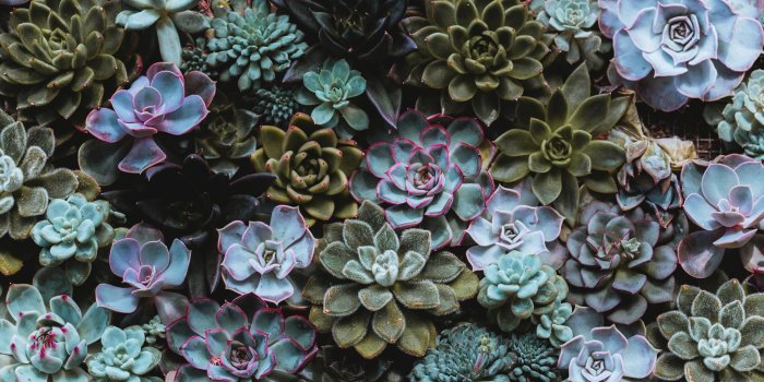 1920x1080 Download wallpaper 1920x1080 succulents, plant, domestic plant full hd,  hdtv, fhd, 1080p hd background