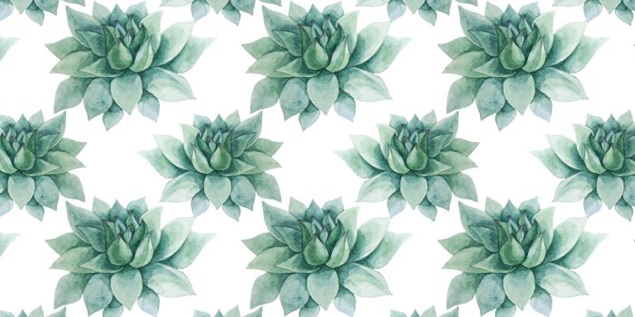 3028x1872 Seamless blue green echeveria succulent watercolor Wallpaper for Walls |  Desert Star