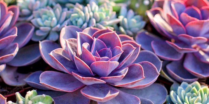 1080x1350 1,167 Likes, 13 Comments - آمنة النعيمي (@amnaalnuaimii) on Instagram:  “Love how @dyhesson 's painting of o… | Colorful succulents, Succulents  wallpaper, Succulents