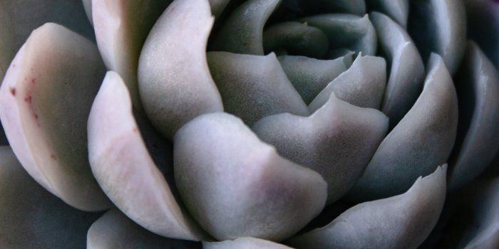 1242x2688 green succulent iPhone 11 Wallpapers Free Download