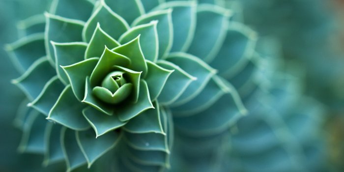 3840x2160 Succulent Wallpapers