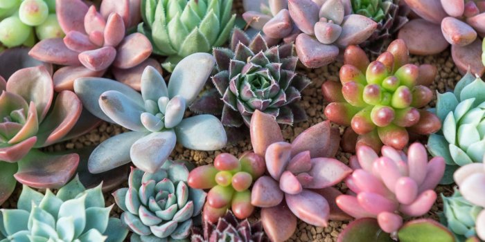 1680x1050 Succulent Laptop Wallpapers - Top Free Succulent Laptop Backgrounds -  WallpaperAccess