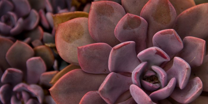 1332x850 Wallpaper leaves, plant, cactus, succulent images for desktop, section  цветы - download