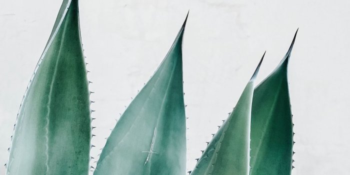 1350x2400 Download wallpaper 1350x2400 aloe, succulent, plant, leaves, green iphone  8+/7+/6s+/6+ for parallax hd background