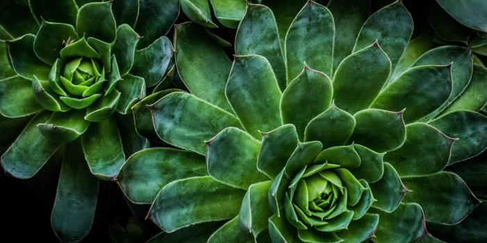 3840x2160 green #plants #saturated #vibrant #circular #radial #succulents rosette  succulent #succulent #4K #wallpaper #hdwallpape… | Succulents, Succulents  wallpaper, Plants