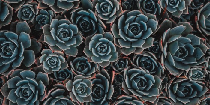 2560x1600 1000+ Best Succulent Mac Wallpapers Free HD Download - AllMacWallpaper