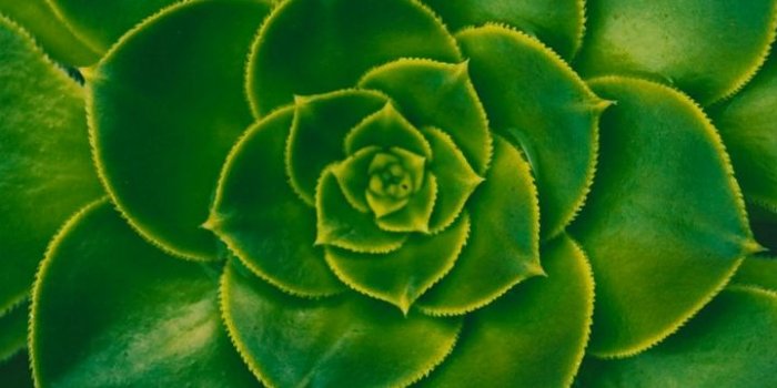 720x1600 Plant Succulent Green Wallpaper - [720x1600]