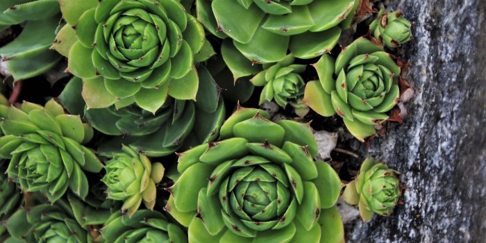 2932x2932 Download wallpaper 2932x2932 plants, green succulent, green, ipad pro  retina, 2932x2932 hd background, 25546