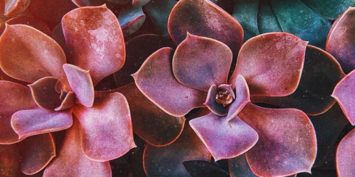 750x1334 Download Succulent plants, flora, closeup wallpaper, 750x1334, iphone 7,  iPhone 8