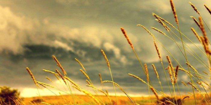 1920x1200 760+ Field HD Wallpapers and Backgrounds