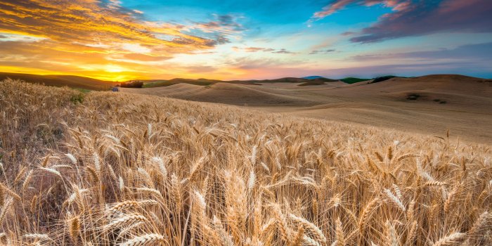 3840x2160 Wallpaper Field, 4k, HD wallpaper, wheat, spikes, sky, clouds, Nature #5190
