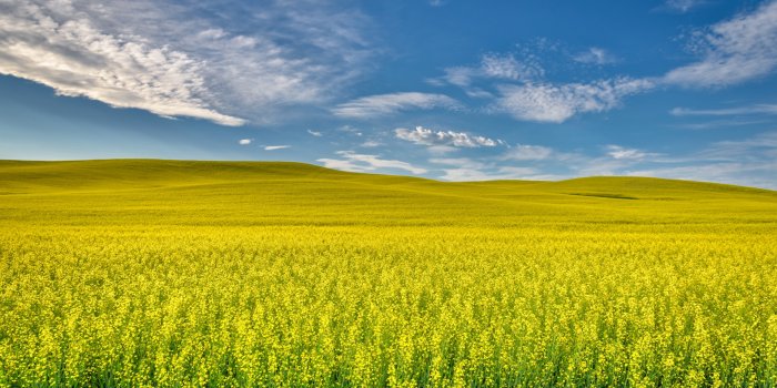 1920x1200 Yellow Canola Field Wallpapers