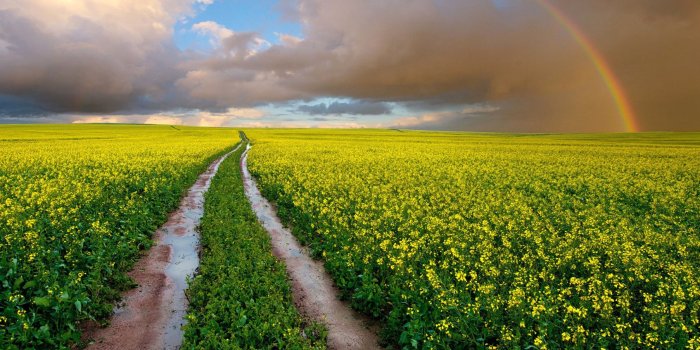 1805x1128 Field Wallpapers HD