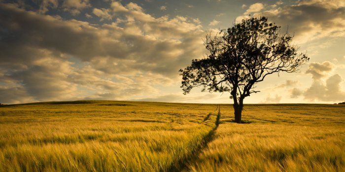1920x1200 tree, Field Wallpapers HD / Desktop and Mobile Backgrounds